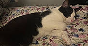 Oreo joined the competition — help win amazing prizes! animal, bed, black_and_white, cat, comfort, cozy, cute, feline, floral_bedspread, fur, home, indoor, paw, peaceful, pet, quiet, relaxed, resting, sleeping, soft