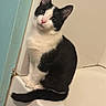 Oreo joined the competition — help win amazing prizes! cat, black_and_white, pet, animal, bathtub, bathroom, curious, sitting, feline, indoor, wall, tile, fur, cute, domestic, whiskers, ears, tail, pink_nose, looking