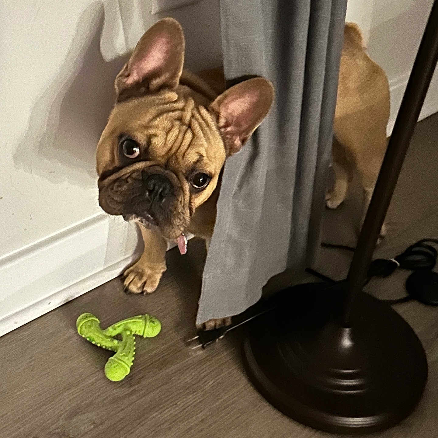 Dior is registered to the contest to win money with this photo: animal, bulldog, canine, diningtable, dog, frenchbulldog, furniture, hardwood, indoors, interiordesign, lamp, pet, pitbull, plant, pottedplant, pug, puppy, reptile, text, wood