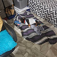 Oliver is registered to the contest to win money with this photo: dog, puppy, blanket, plush_toy, indoor, floor, bedspread, pillow, chair, cushion, storage_bins, tile_floor, sleeping, pet, white_shirt, black_dog, brown_paws, relaxing, home, cozy