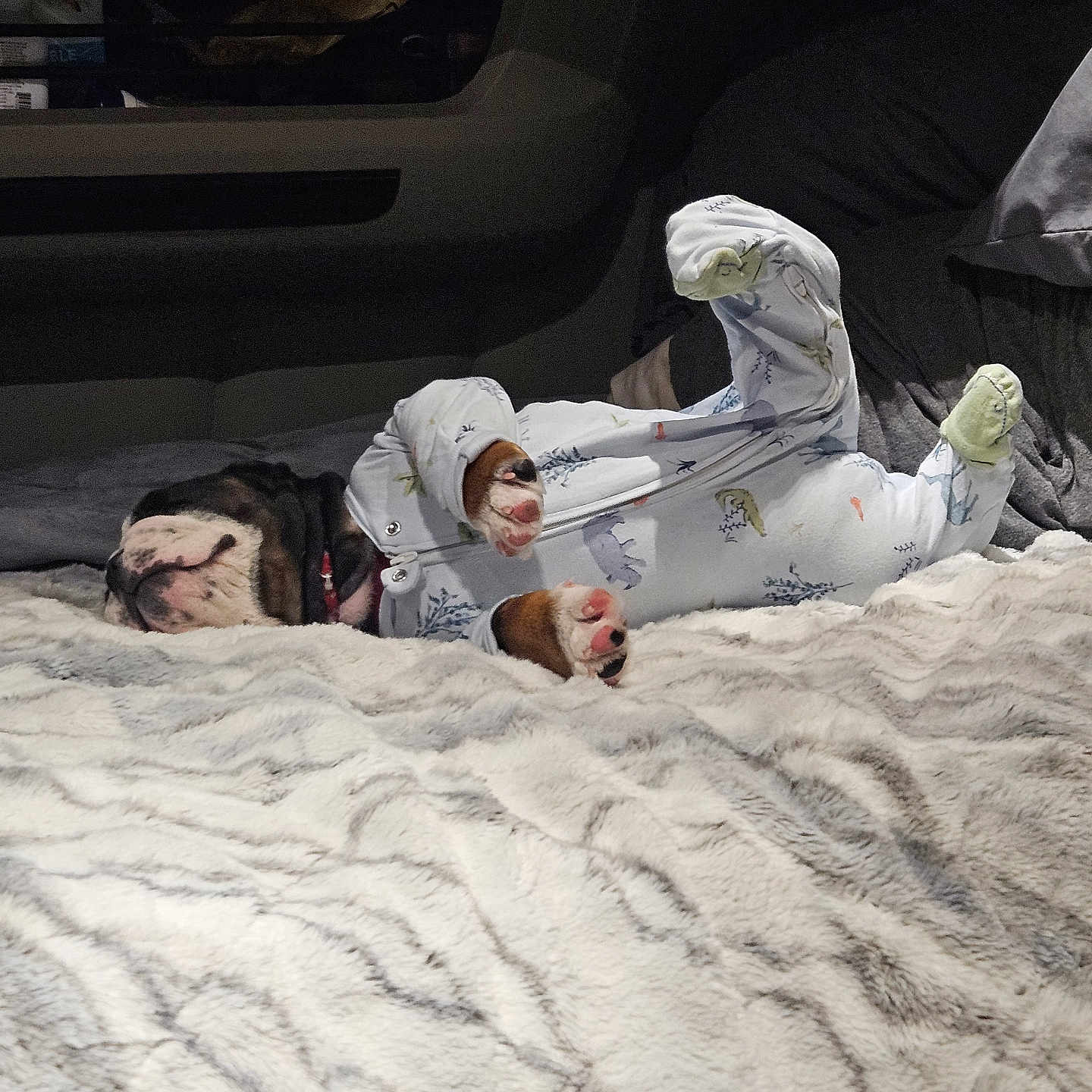 Oliver is registered to the contest to win money with this photo: animal, bed, blanket, bulldog, canine, clothing, comfort, cozy, cute, dog, fur, home, indoor, mammal, pajamas, paw, pet, relaxed, resting, sleeping