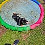 Oliver joined the competition — help win amazing prizes! dog, puppy, pool, water, tennis_ball, grass, outdoor, sunny, playful, pet, animal, summer, colorful_pool, red_collar, tongue_out, fun, backyard, canine, refreshing, relaxing