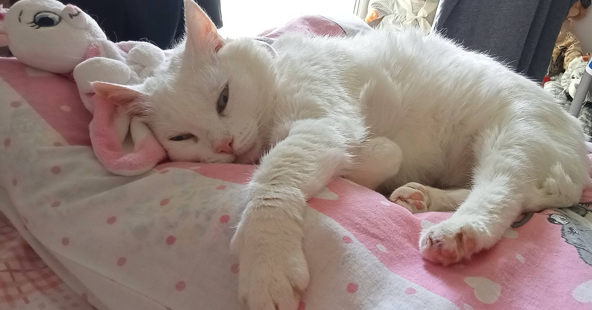 Marie participe au concours pour gagner de l'argent avec cette photo : carnivore, cat, claw, comfort, companion_dog, domestic_short_haired_cat, fang, fawn, felidae, fur, nap, paw, small_to_medium_sized_cats, snout, tail, terrestrial_animal, whiskers