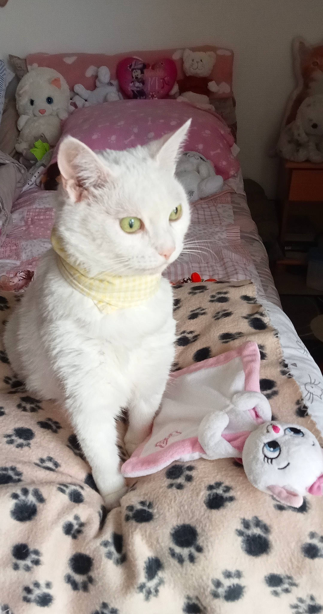 Marie participe au concours pour gagner de l'argent avec cette photo : carnivore, cat, cat_supply, comfort, creative_arts, domestic_short_haired_cat, felidae, fur, linens, pattern, paw, pet_supply, small_to_medium_sized_cats, tail, whiskers, white