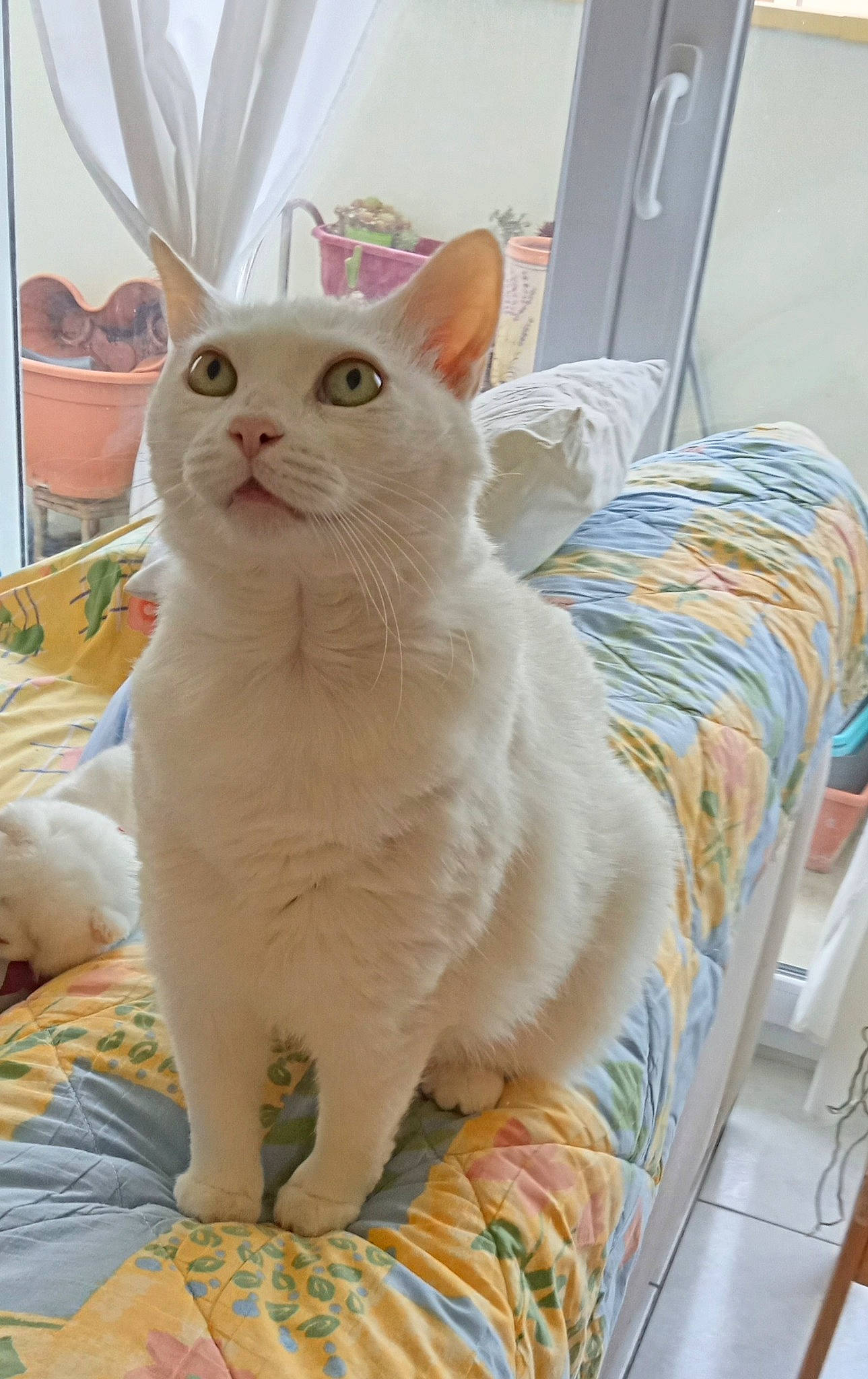 Marie participe au concours pour gagner de l'argent avec cette photo : carnivore, cat, cat_supply, comfort, felidae, fur, laptop, pet_supply, small_to_medium_sized_cats, tail, whiskers