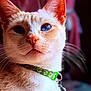cat, feline, close_up, blue_eyes, whiskers, portrait, pet, collar, green_collar, indoor, fur, cream_colored, orange_markings, white_fur, cute, gaze, nose, mouth, ears, domestic_cat