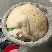 Cider is registered to the contest to win money with this photo: cat, curled_up, sleeping, cozy, cat_bed, fur, cream_cat, orange_tone, pet, indoor, collar, green_collar, ear, closeup, soft_texture, round, nap, resting, fuzzy, portrait