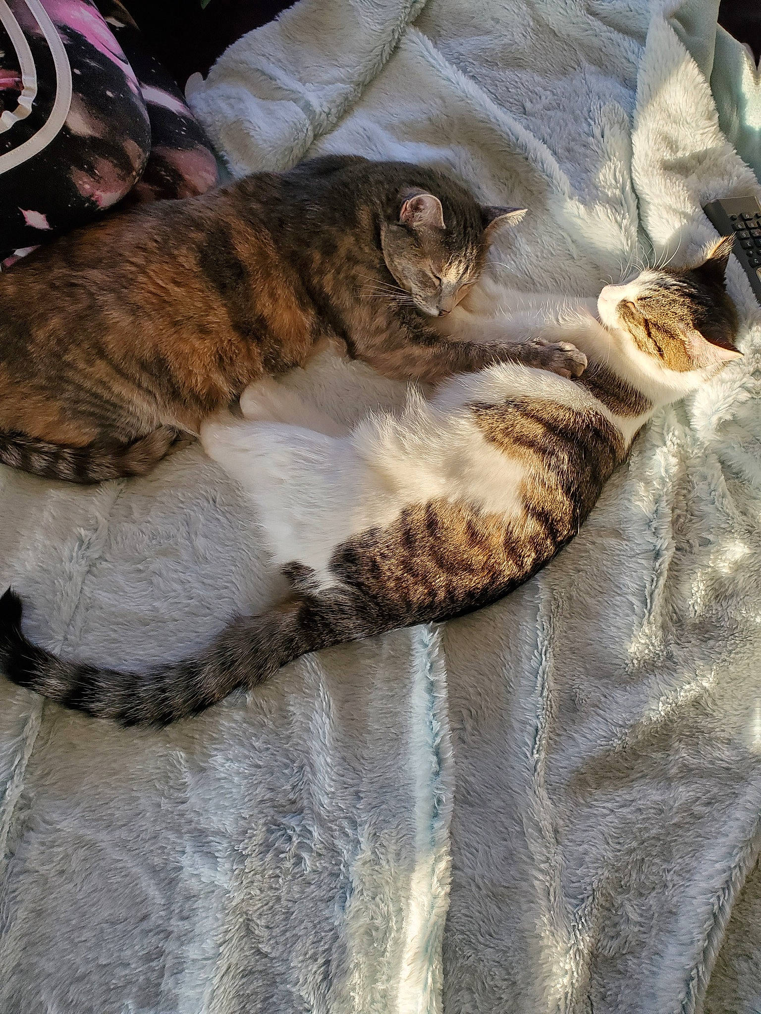 Faith is registered to the contest to win money with this photo: carnivore, cat, claw, domestic_short_haired_cat, dragon_li, european_shorthair, fawn, felidae, fur, kitten, paw, pixie_bob, sleep, small_to_medium_sized_cats, tabby_cat, tail, whiskers