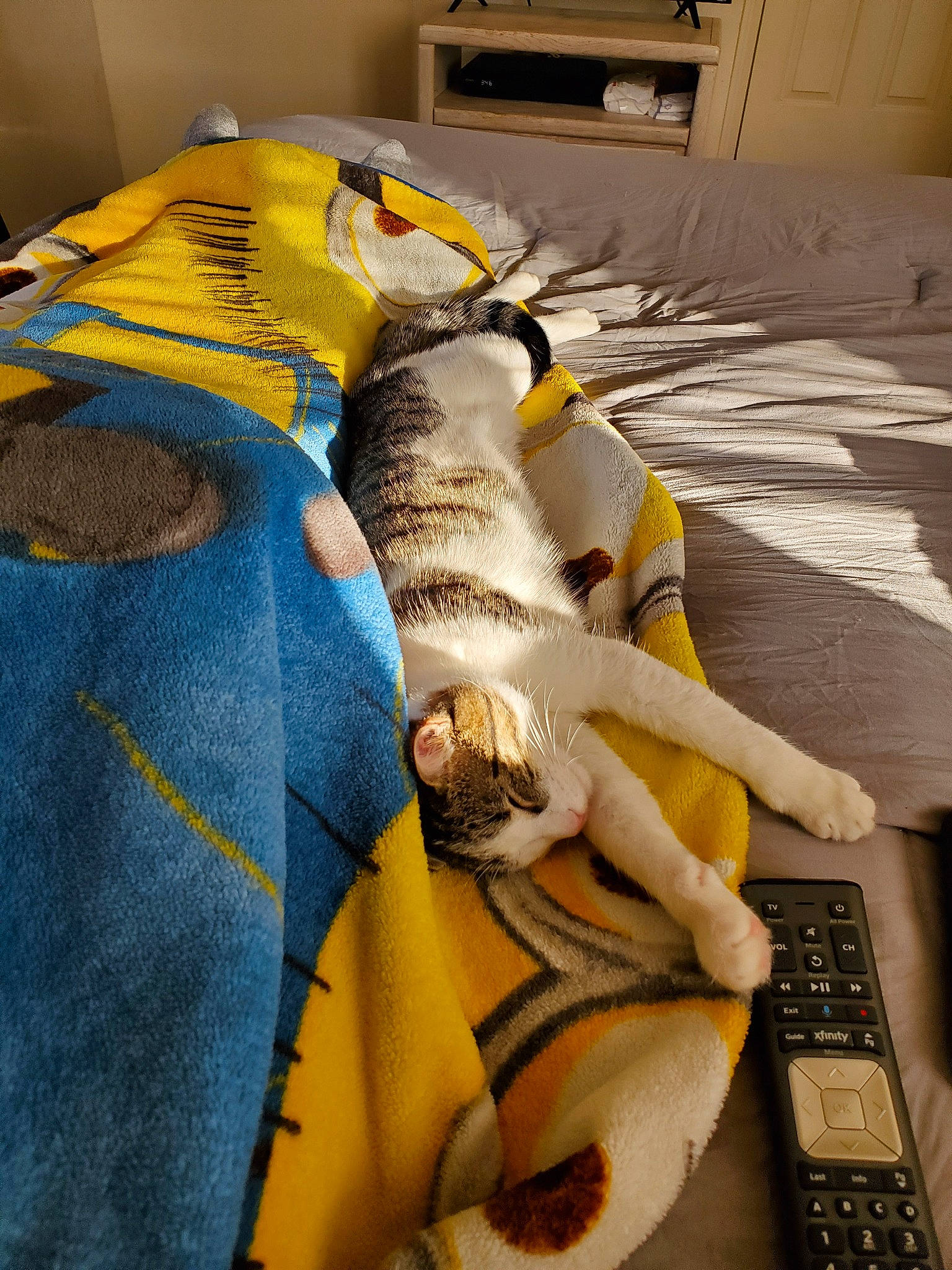 Faith is registered to the contest to win money with this photo: carnivore, textile, yellow