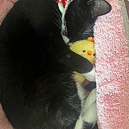Lily joined the competition — help win amazing prizes! cat, black_and_white_cat, sleeping, curled_up, plush_toy, pink_bed, soft_texture, cozy, animal, pet, whiskers, cute, resting, fur, domestic_cat, indoor, comfort, close_up, adorable, relaxation