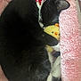 cat, black_and_white_cat, sleeping, curled_up, plush_toy, pink_bed, soft_texture, cozy, animal, pet, whiskers, cute, resting, fur, domestic_cat, indoor, comfort, close_up, adorable, relaxation