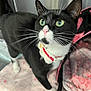 cat, tuxedo_cat, green_eyes, pink_nose, collar, knitted_collar, whiskers, pet, indoor, blanket, soft_texture, carrier, pink, black, curious, standing, feline, animal, domestic_cat, closeup