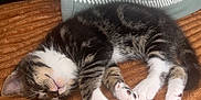 Simba participe au concours pour gagner de l'argent avec cette photo : animal, blanket, cat, cozy, cute, fur, indoor, kitten, paw, pet, pillow, relaxing, resting, sleeping, small, soft, striped, tabby, texture, whiskers