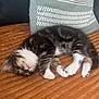 animal, blanket, cat, cozy, cute, fur, indoor, kitten, paw, pet, pillow, relaxing, resting, sleeping, small, soft, striped, tabby, texture, whiskers