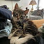 Simba participe au concours pour gagner de l'argent avec cette photo : blanket, cat, clothes, cozy, curious, cute, domestic, fur, furniture, home, indoor, kitten, lamp, living_room, pet, plants, relaxing, tabby, television, whiskers