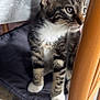 Simba a rejoint le concours — aidez-le/la à gagner de superbes lots ! animal, cat, chair, closeup, curious, cushion, domestic_animal, ears, floor_tiles, fur, furniture, indoor, kitten, pet, sitting, tabby, whiskers, white_paws, wooden_chair, young