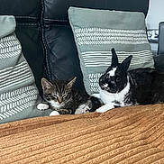 Simba a rejoint le concours — aidez-le/la à gagner de superbes lots ! animal, black_and_white, blanket, companion, couch, cozy, cute, domestic, friendship, furry, home, indoor, kitten, pet, pillows, rabbit, relaxing, resting, sleepy, tabby
