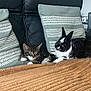 animal, black_and_white, blanket, companion, couch, cozy, cute, domestic, friendship, furry, home, indoor, kitten, pet, pillows, rabbit, relaxing, resting, sleepy, tabby