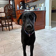 Banks is registered to the contest to win money with this photo: dog, black_dog, pet, animal, kitchen, floor, tile_floor, cabinet, chair, appliance, collar, indoor, curious, looking_at_camera, canine, domestic_animal, home, furniture, brown_cabinet, tile