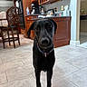 dog, black_dog, pet, animal, kitchen, floor, tile_floor, cabinet, chair, appliance, collar, indoor, curious, looking_at_camera, canine, domestic_animal, home, furniture, brown_cabinet, tile