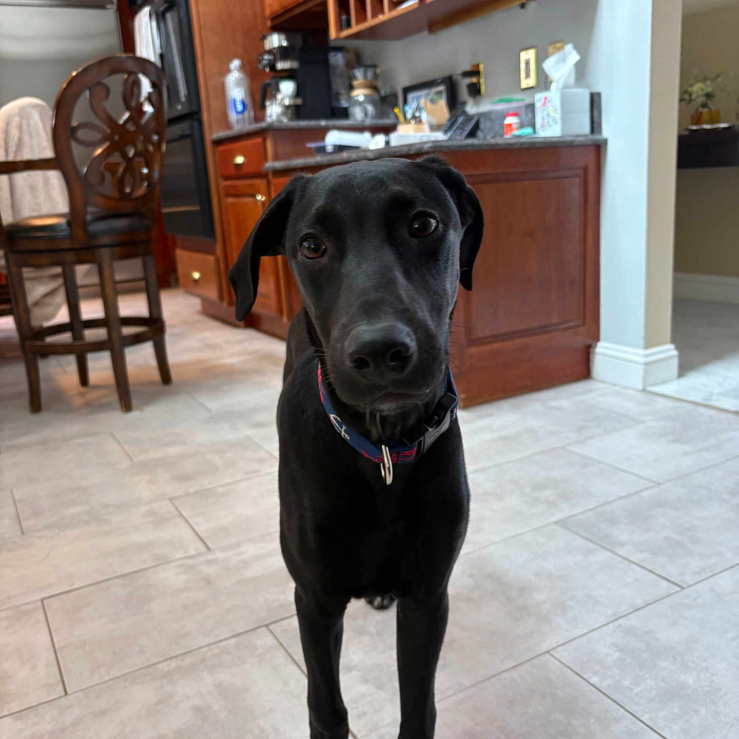 Banks is registered to the contest to win money with this photo: dog, black_dog, pet, animal, kitchen, floor, tile_floor, cabinet, chair, appliance, collar, indoor, curious, looking_at_camera, canine, domestic_animal, home, furniture, brown_cabinet, tile