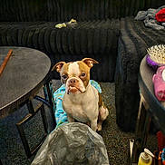Benny is registered to the contest to win money with this photo: dog, boston_terrier, pet, indoor, carpet, blanket, couch, table, trash_bag, fur, animal, companion, brown_and_white, sitting, looking_up, household, floor, furniture, cute, expression