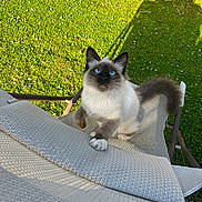 Aziel a rejoint le concours — aidez-le/la à gagner de superbes lots ! animal, blue_eyes, cat, chair, curious, daylight, domestic_animal, feline, fluffy, grass, looking_up, nature, outdoor, paw, pet, playing, shadow, sitting, sunlight, texture