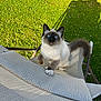 animal, blue_eyes, cat, chair, curious, daylight, domestic_animal, feline, fluffy, grass, looking_up, nature, outdoor, paw, pet, playing, shadow, sitting, sunlight, texture