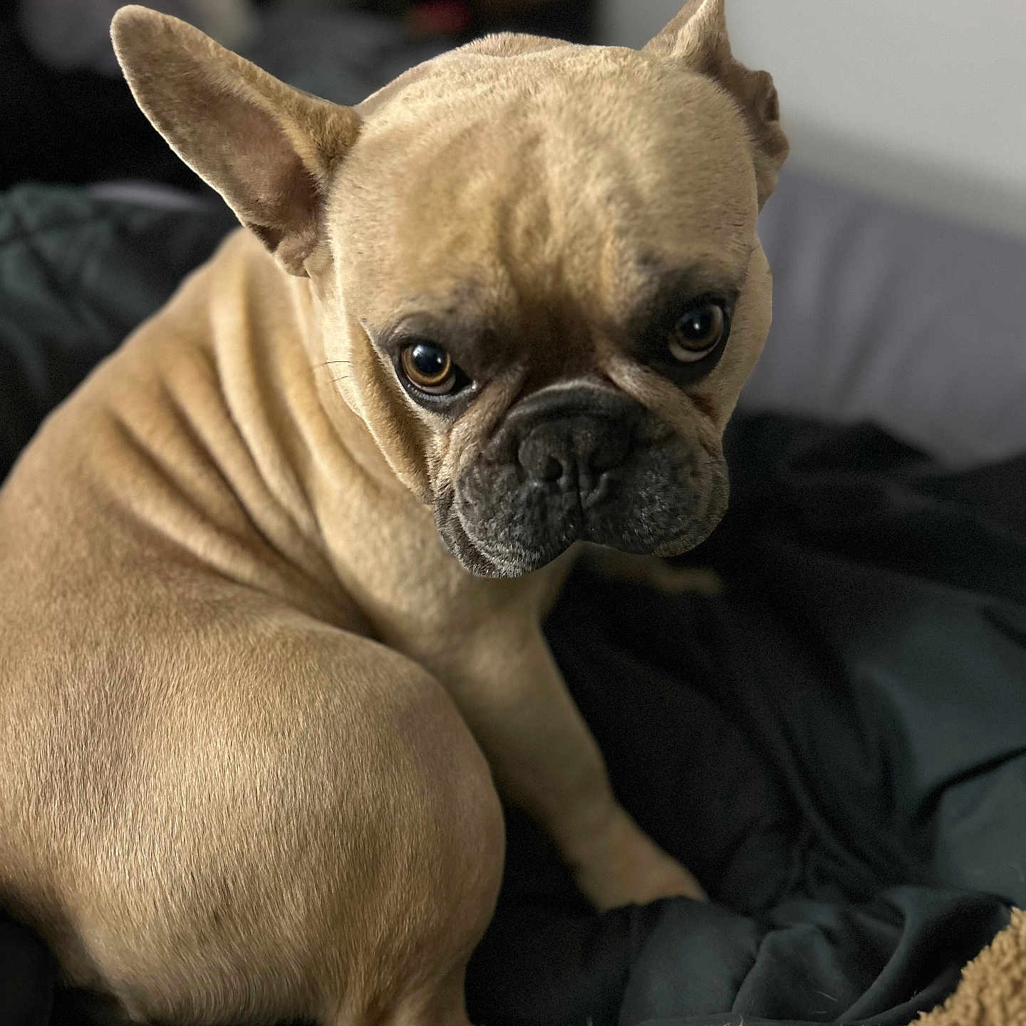 Kobe joined the competition — help win amazing prizes! french_bulldog, dog, pet, animal, close_up, portrait, brown, fawn, fur, ears, wrinkles, eyes, blanket, indoor, cozy, soft, texture, cute, looking, sitting