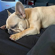 Kobe is registered to the contest to win money with this photo: dog, french_bulldog, sleeping, indoors, bed, black_bedspread, tan_fur, ears, paws, resting, pet, canine, fur, nap, domestic_animal, quiet, peaceful, closeup, animal, mammal