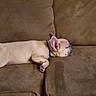 Kobe is registered to the contest to win money with this photo: dog, french_bulldog, puppy, sleeping, couch, brown, pet, indoor, relaxation, cozy, fur, animal, canine, rest, domestic_animal, paw, collar, side_view, nap, cute