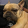 Kobe is registered to the contest to win money with this photo: dog, french_bulldog, pet, sleepy, close_up, face, wrinkles, ears, snuggling, resting, cute, animal, canine, domestic_animal, indoor, fur, muzzle, portrait, relaxed, companion