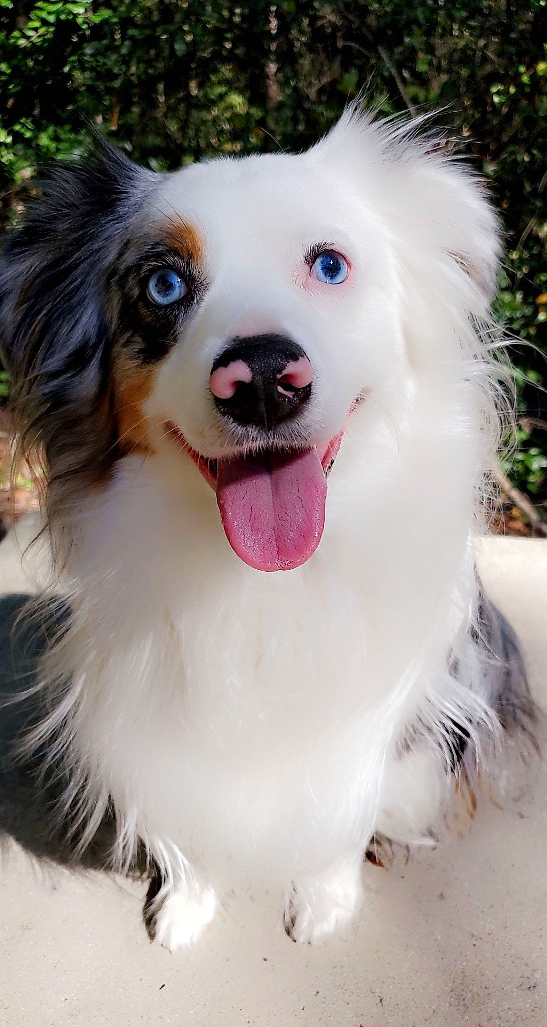 Beans is registered to the contest to win money with this photo: canidae, carnivore, collar, companion_dog, dog, dog_breed, fur, iris, jaw, mammal, organ, pet_supply, snout, spitz, sporting_group, tongue, tooth, vertebrate, whiskers, working_animal