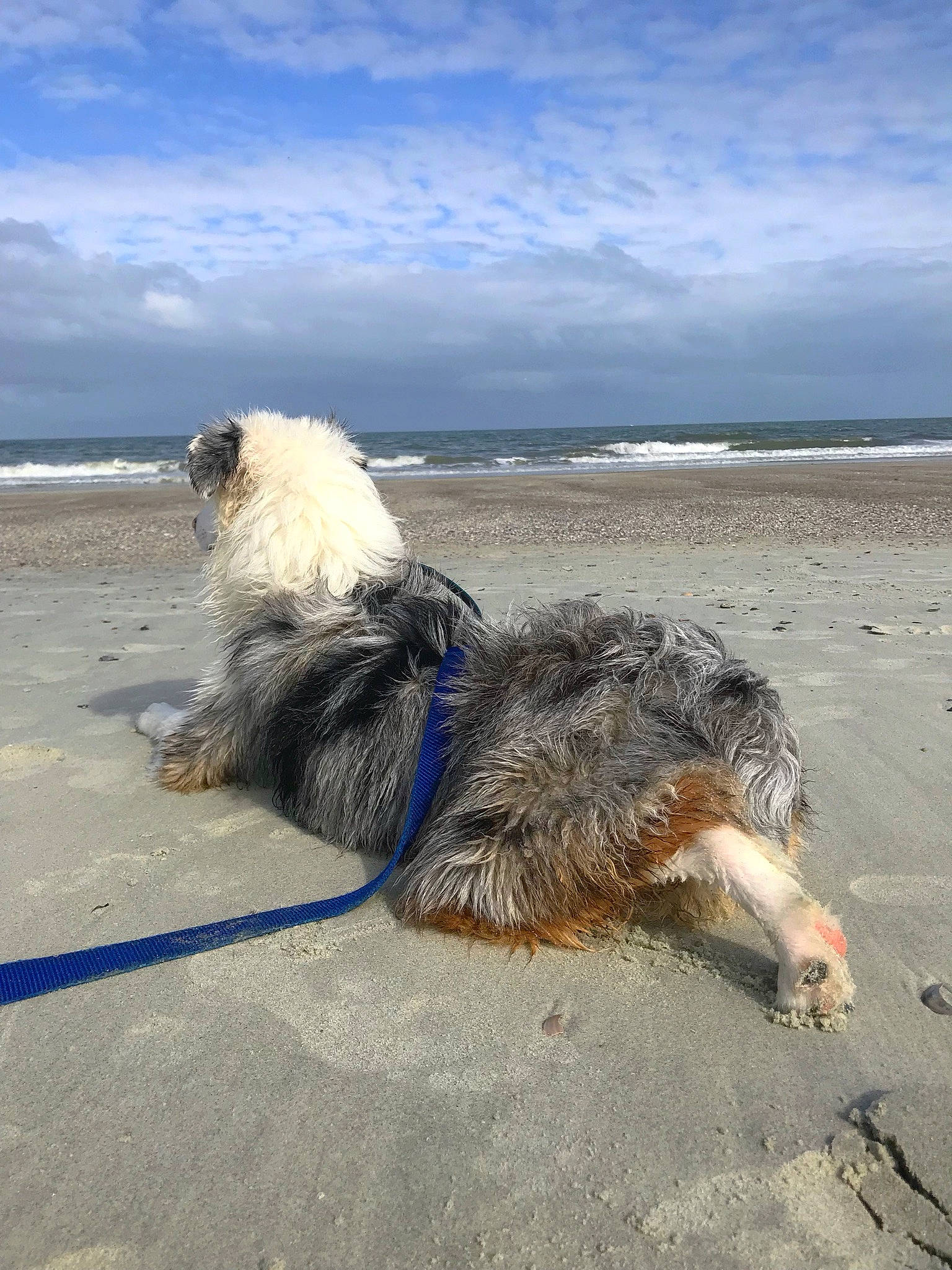 Beans is registered to the contest to win money with this photo: beach, body_of_water, canidae, carnivore, coast, coastal_and_oceanic_landforms, collar, cumulus, dog, dog_breed, dog_collar, horizon, mudflat, ocean, sand, sea, shore, sporting_group, wind, wind_wave