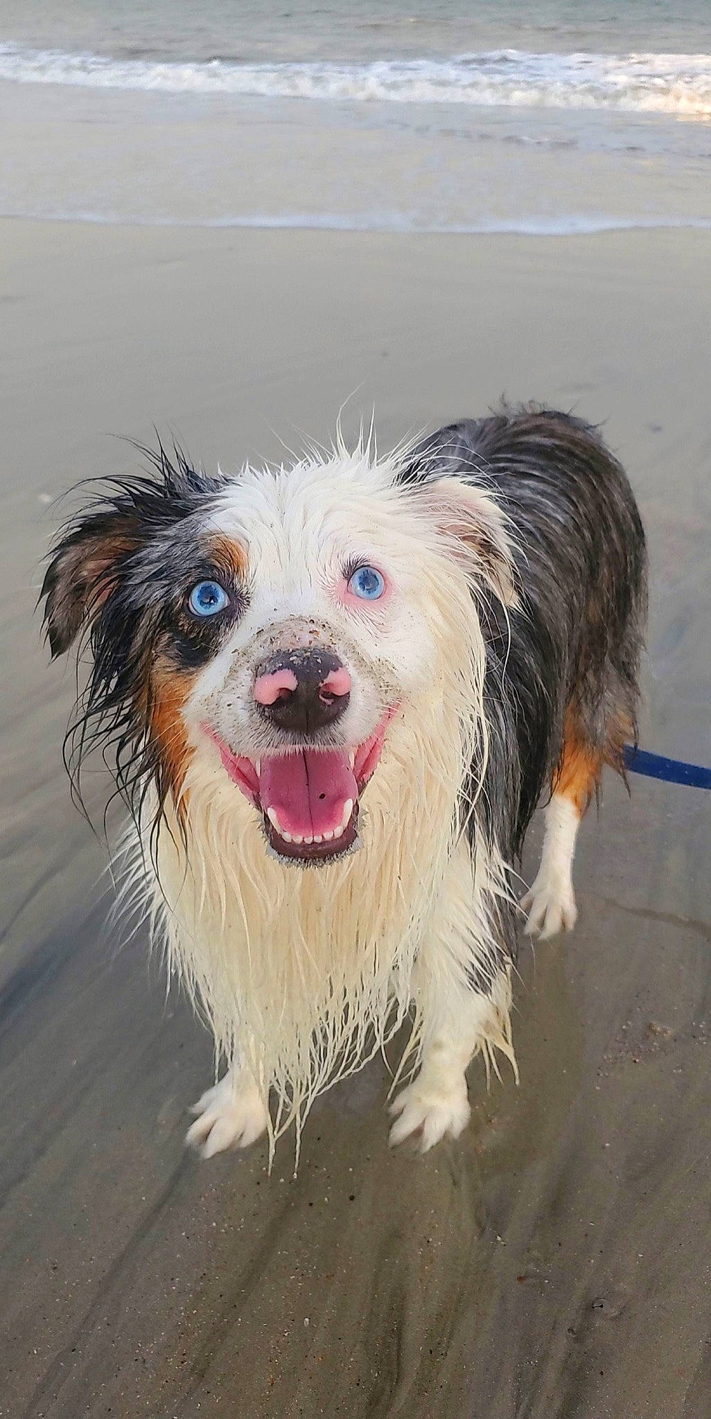 Beans joined the competition — help win amazing prizes! canidae, carnivore, collar, companion_dog, dog, dog_breed, dog_collar, dog_supply, fur, organ, snout, sporting_group, tongue, tooth, vertebrate, whiskers, working_animal