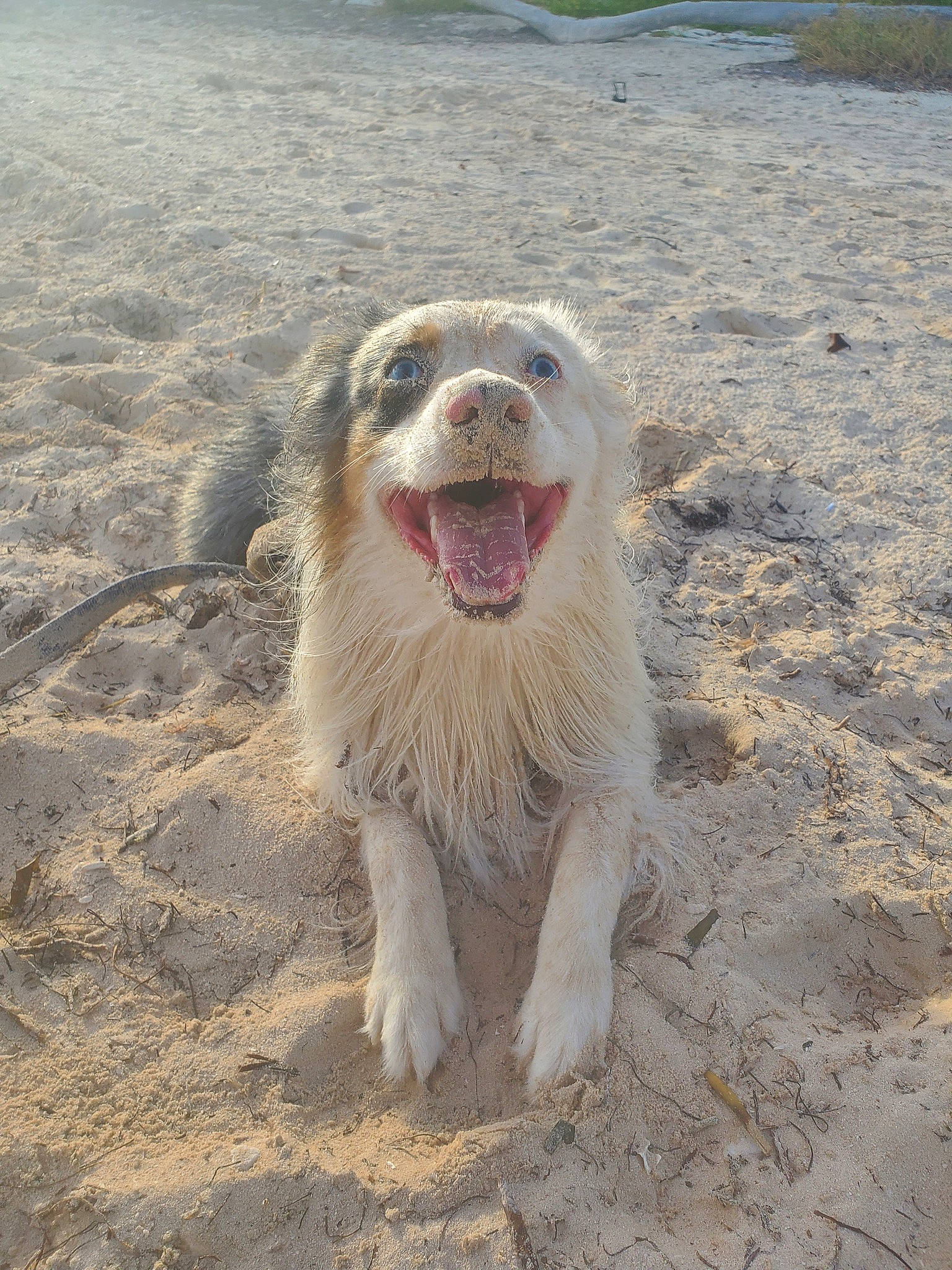 Beans joined the competition — help win amazing prizes! canidae, carnivore, dog, dog_breed, ecoregion, facial_expression, fang, fawn, foot, humour, jaw, sand, snout, soil, sporting_group, summer, tongue, tooth, working_animal