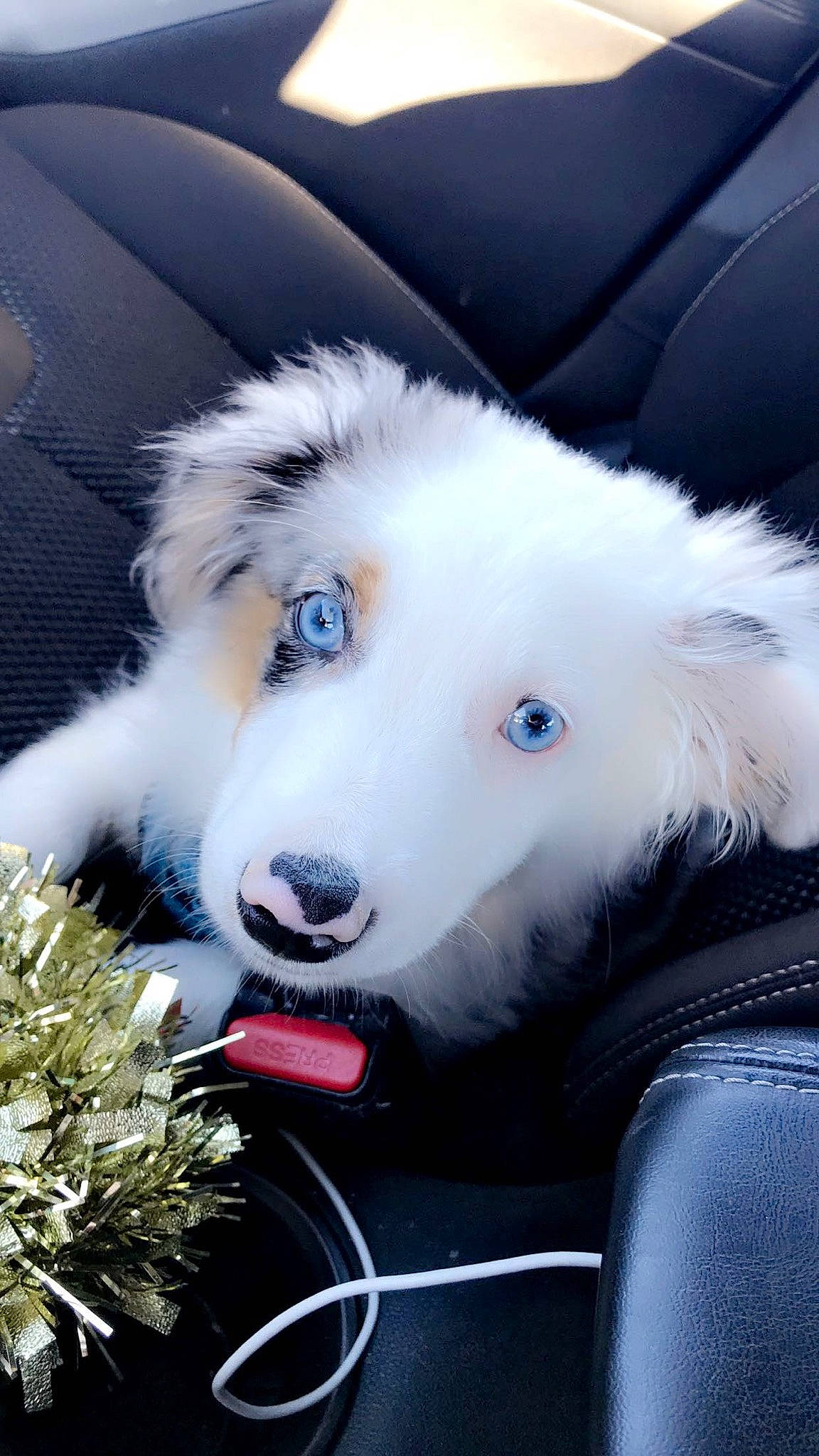 Beans joined the competition — help win amazing prizes! canidae, car_seat, carnivore, christmas_decoration, collar, companion_dog, conifer, dog, dog_breed, fur, mammal, samoyed, sled_dog, snout, sporting_group, vehicle_door, vertebrate, whiskers, working_animal, working_dog