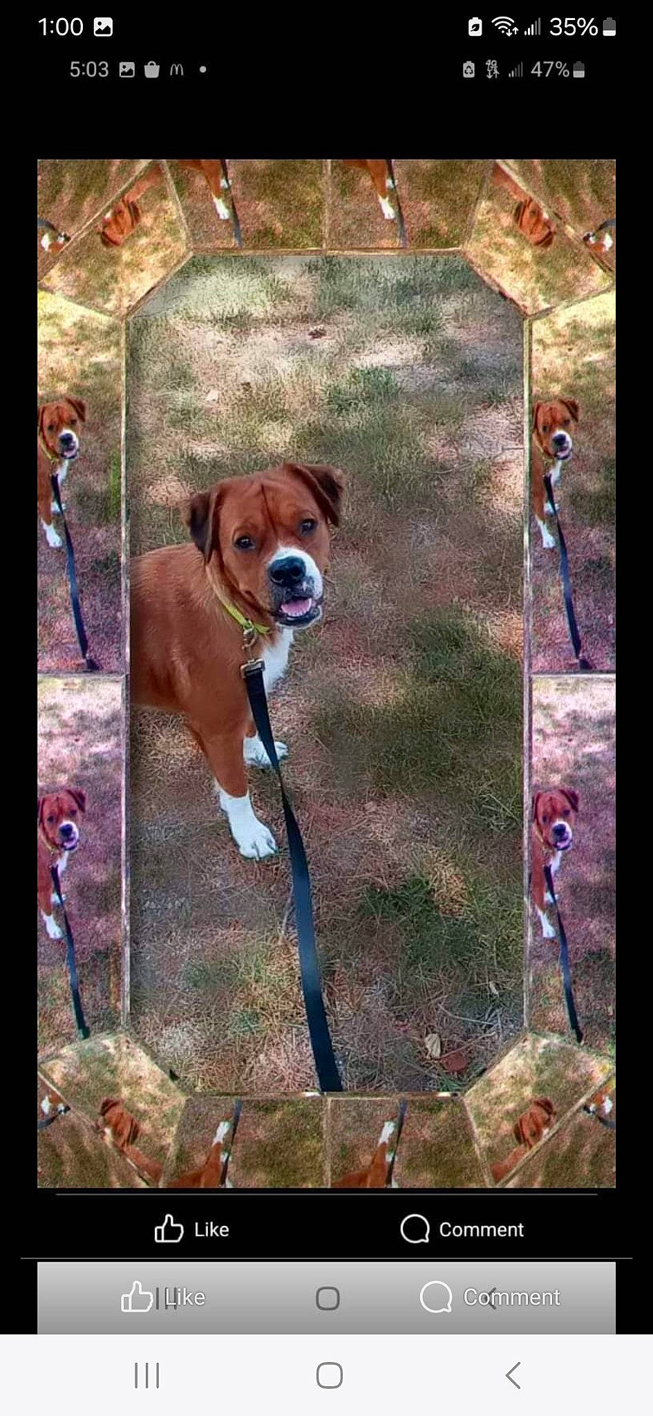 Zina is registered to the contest to win money with this photo: ancient_dog_breeds, art, ball, boxer, canidae, carnivore, companion_dog, dog, dog_breed, dog_supply, fawn, football, liver, non_sporting_group, pet_supply, sporting_group, visual_arts, wood, working_animal, working_dog