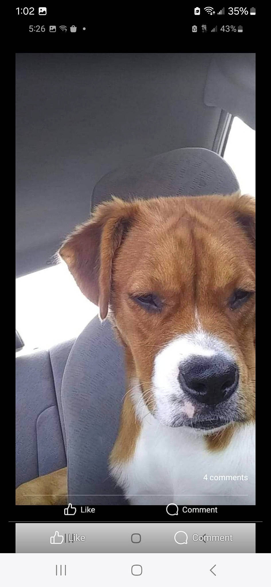 Zina joined the competition — help win amazing prizes! ancient_dog_breeds, canidae, carnivore, collar, comfort, companion_dog, dog, dog_breed, fawn, fur, hound, non_sporting_group, rectangle, snout, sporting_group, terrestrial_animal, terrier, whiskers, working_animal