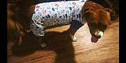Zina is registered to the contest to win money with this photo: advertising, art, canidae, carnivore, companion_dog, darkness, display_device, dog, dog_breed, dog_clothes, dog_supply, fawn, flooring, font, pet_supply, rectangle, snout, sporting_group, visual_arts, working_animal