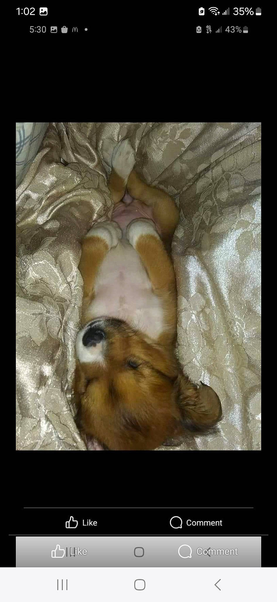 Zina joined the competition — help win amazing prizes! art, canidae, carnivore, comfort, companion_dog, darkness, dog, dog_breed, fawn, fur, nap, painting, paw, sporting_group, still_life_photography, terrestrial_animal, toy_dog, visual_arts, whiskers, wood