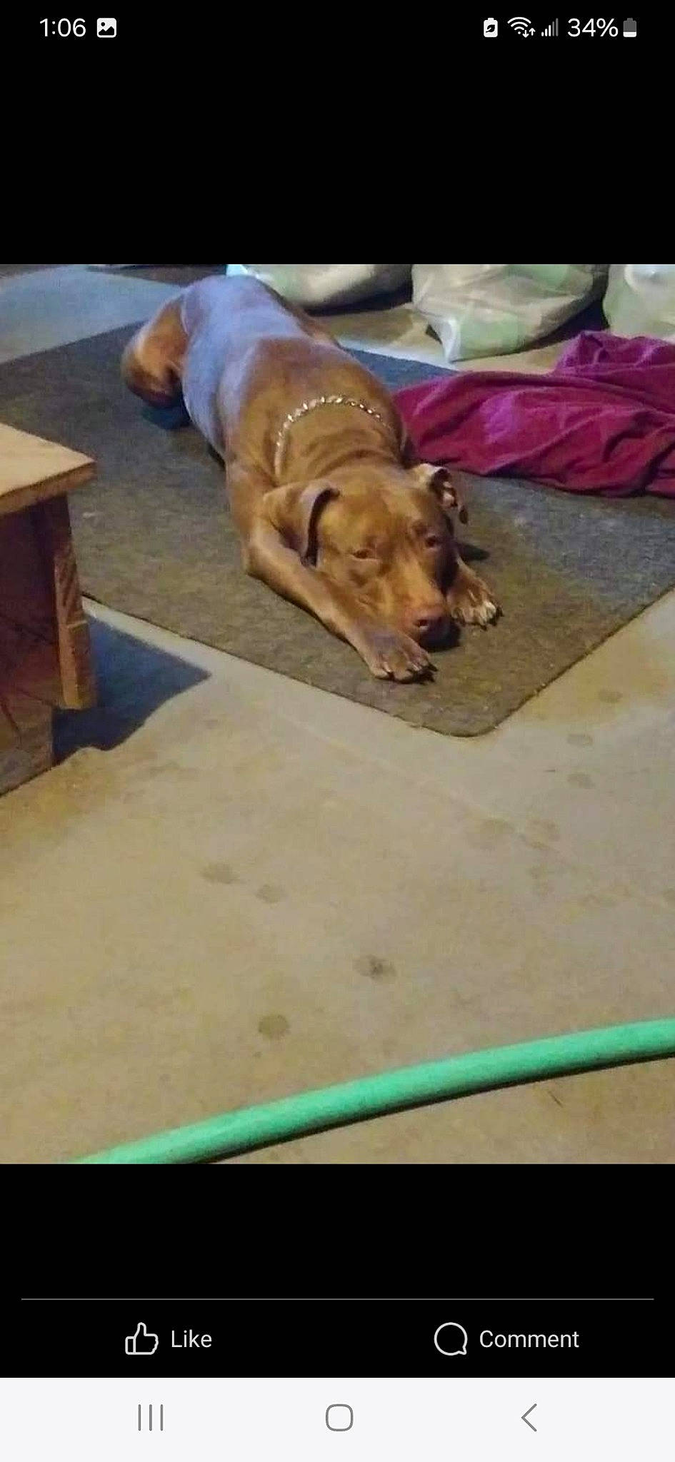 Jordan Michael joined the competition — help win amazing prizes! carnivore, comfort, companion_dog, dog, dog_breed, dog_supply, fawn, flooring, gun_dog, hardwood, liver, pet_supply, plywood, sand, sporting_group, table, varnish, wood, wood_stain, working_animal