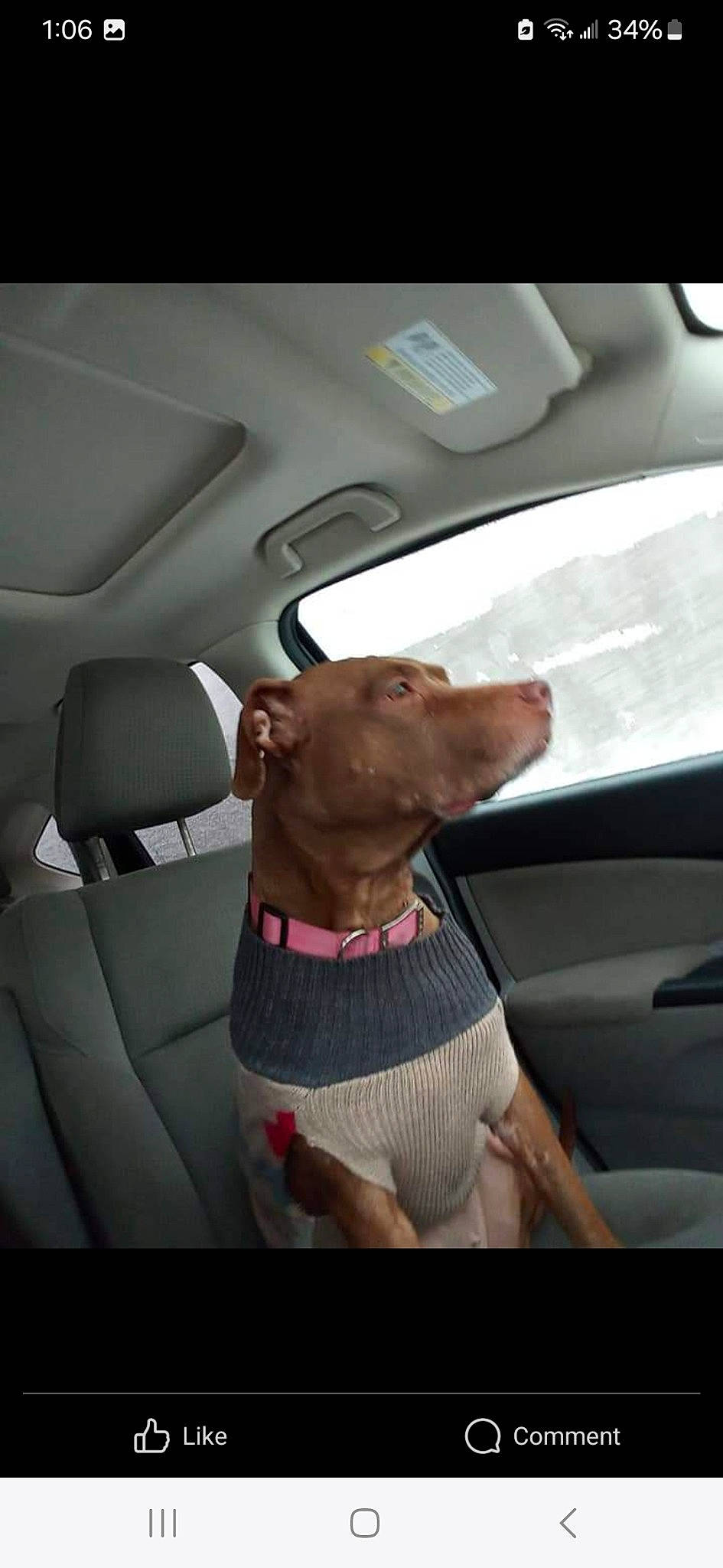 Jordan Michael is registered to the contest to win money with this photo: auto_part, automotive_exterior, car, car_seat, car_seat_cover, carnivore, collar, companion_dog, dog, dog_breed, family_car, fawn, motor_vehicle, snout, sporting_group, tints_and_shades, vehicle, vehicle_door, window, windshield