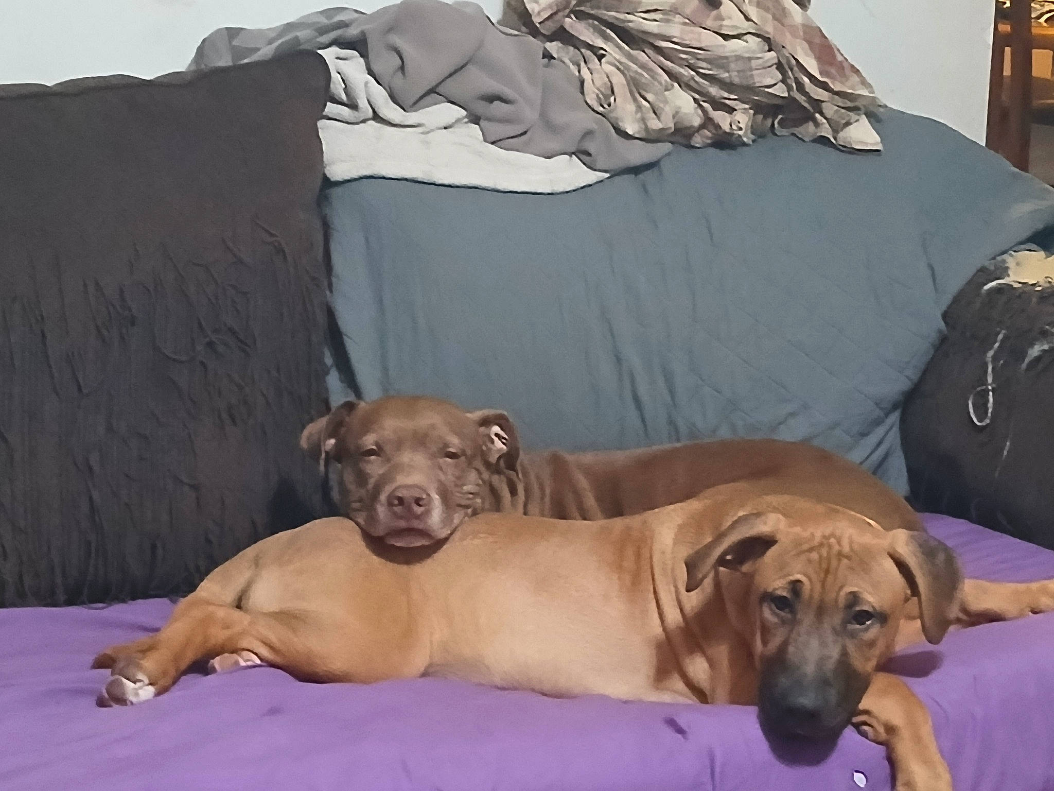 Jordan Michael joined the competition — help win amazing prizes! bed, bed_sheet, bedding, canidae, carnivore, collar, comfort, companion_dog, dog, dog_breed, dog_collar, dog_supply, fawn, guard_dog, linens, pet_supply, sporting_group, toy_dog, working_animal, working_dog