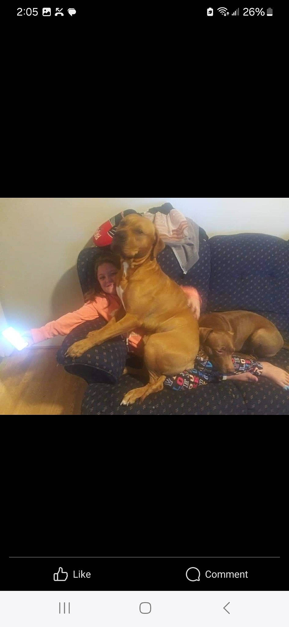 Tech joined the competition — help win amazing prizes! comfort, companion_dog, couch, darkness, dog, dog_breed, flash_photography, flesh, fun, fur, guard_dog, love, night, non_sporting_group, paw, photo_caption, sitting, toy, toy_dog, working_animal