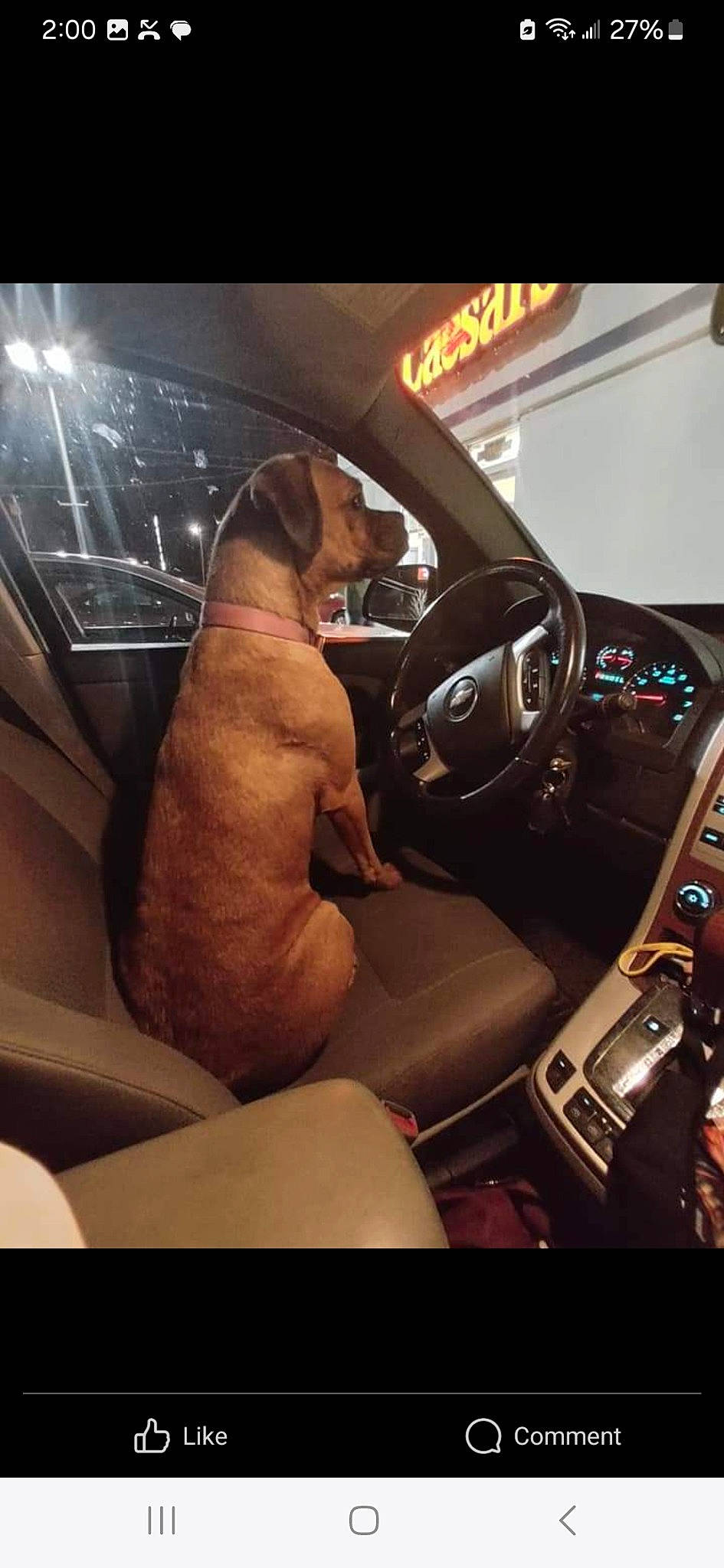 Neeci joined the competition — help win amazing prizes! automotive_design, automotive_exterior, automotive_lighting, automotive_mirror, car, car_seat_cover, carnivore, center_console, dog, gear_shift, motor_vehicle, personal_luxury_car, radio, satellite_radio, speedometer, steering_wheel, vehicle, vehicle_audio, vehicle_door, window