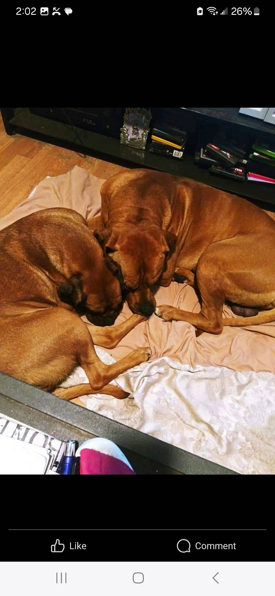 Neeci is registered to the contest to win money with this photo: bedtime, brown, canidae, carnivore, comfort, companion_dog, dog, dog_breed, dog_supply, fawn, guard_dog, hardwood, linens, liver, nap, room, snout, sporting_group, wood, working_animal