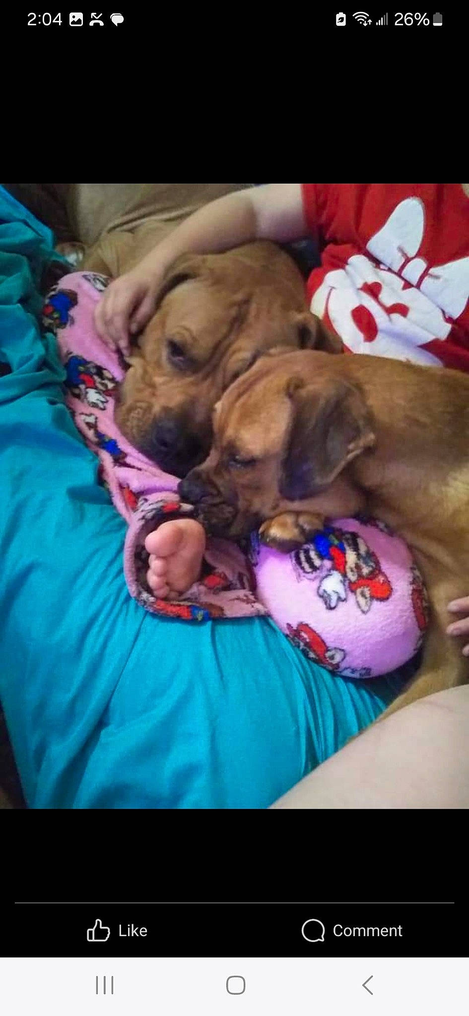 Neeci is registered to the contest to win money with this photo: bedtime, canidae, carnivore, comfort, companion_dog, dog, dog_breed, dog_supply, fawn, fur, linens, liver, magenta, nap, pet_supply, puppy_love, snout, sporting_group, working_animal, wrinkle