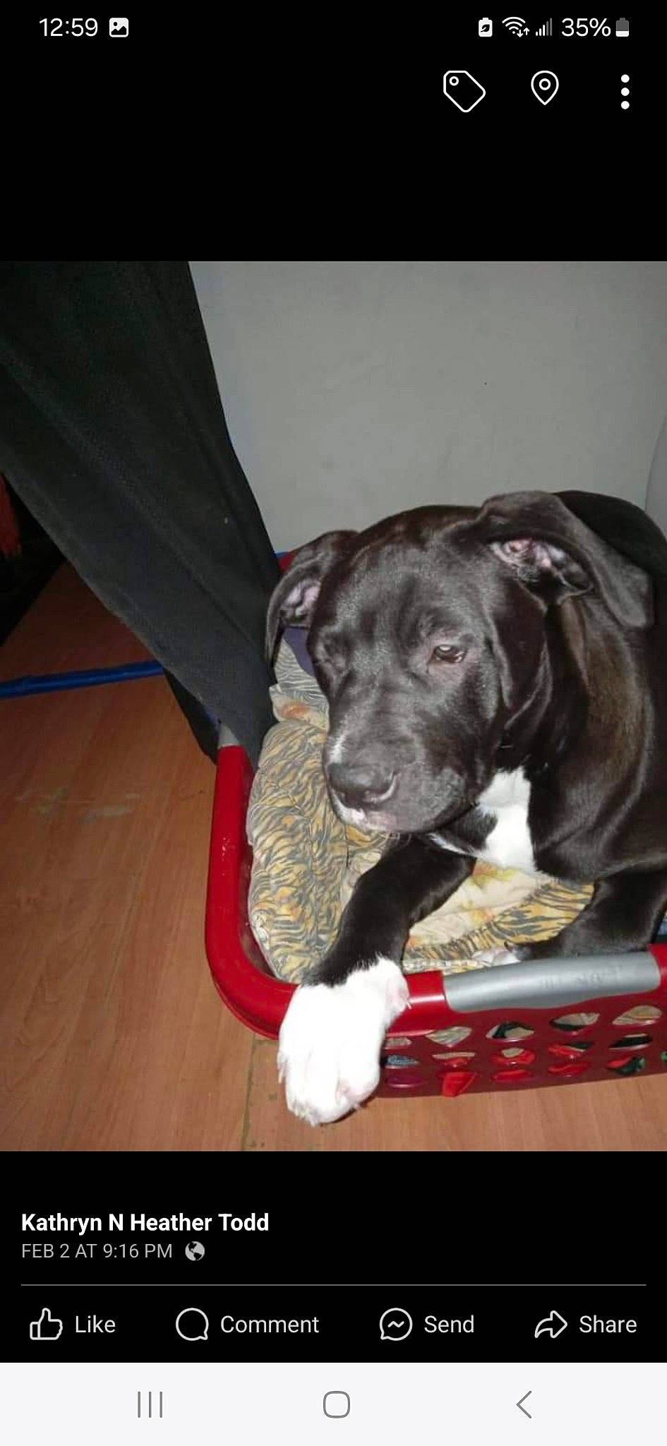 Remy joined the competition — help win amazing prizes! borador, carnivore, comfort, companion_dog, dog, dog_breed, dog_collar, dog_supply, flooring, fur, guard_dog, gun_dog, hardwood, liver, pointing_breed, retriever, sporting_group, whiskers, wood, working_animal