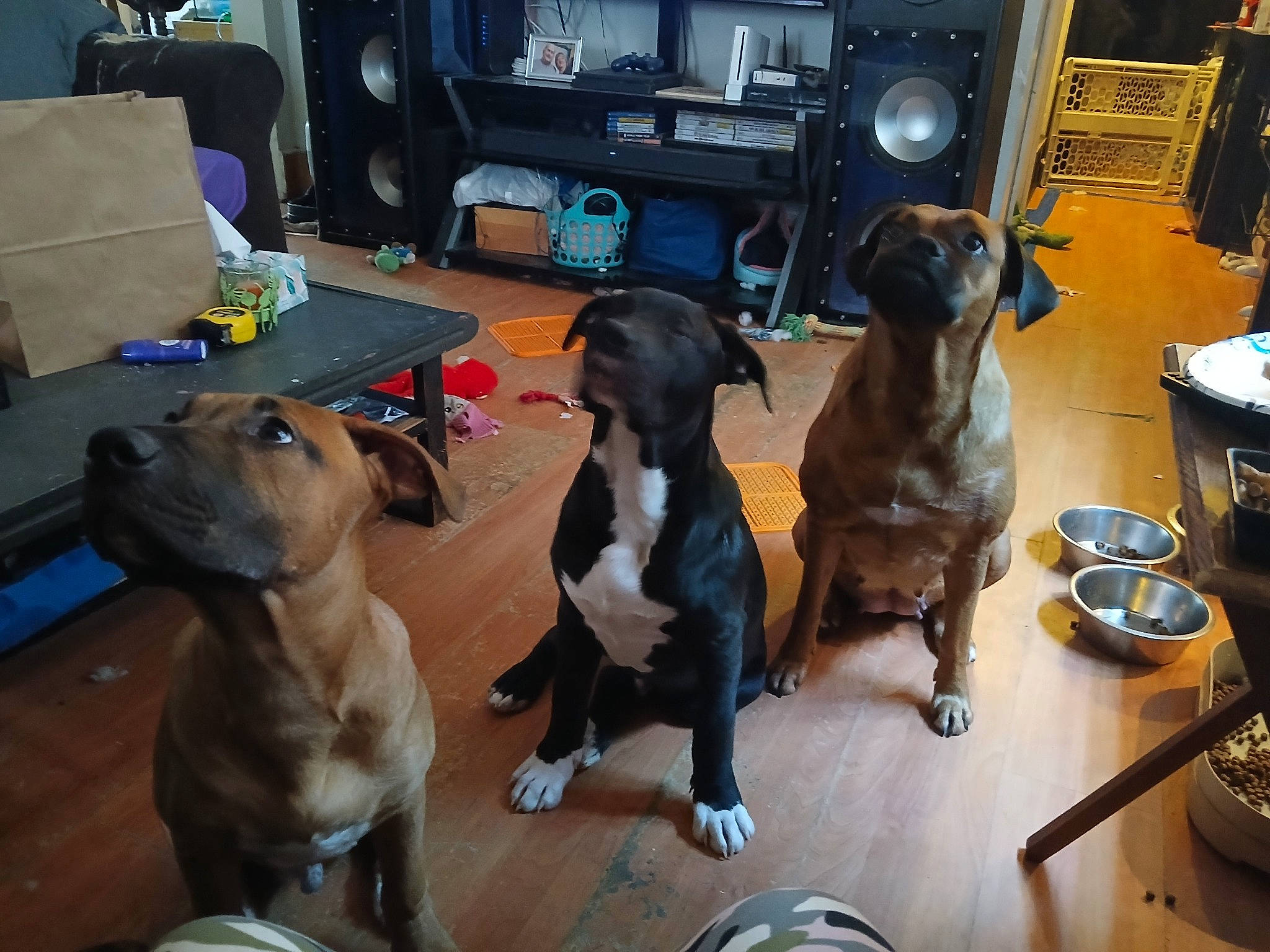 Remy joined the competition — help win amazing prizes! analog_television, canidae, carnivore, collar, comfort, companion_dog, dog, dog_breed, dog_supply, fawn, guard_dog, head_restraint, liver, pet_supply, shipping_box, sporting_group, table, television, television_set, working_animal